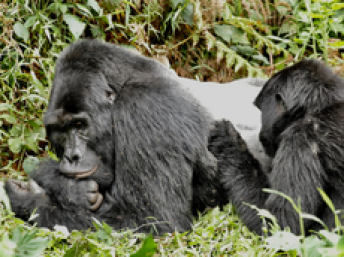 UN recognizes multi-country effort to protect mountain ecosystems